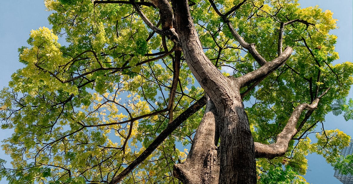 Randomly dying against Rhodes Giant - Green Tree Under Blue Sky