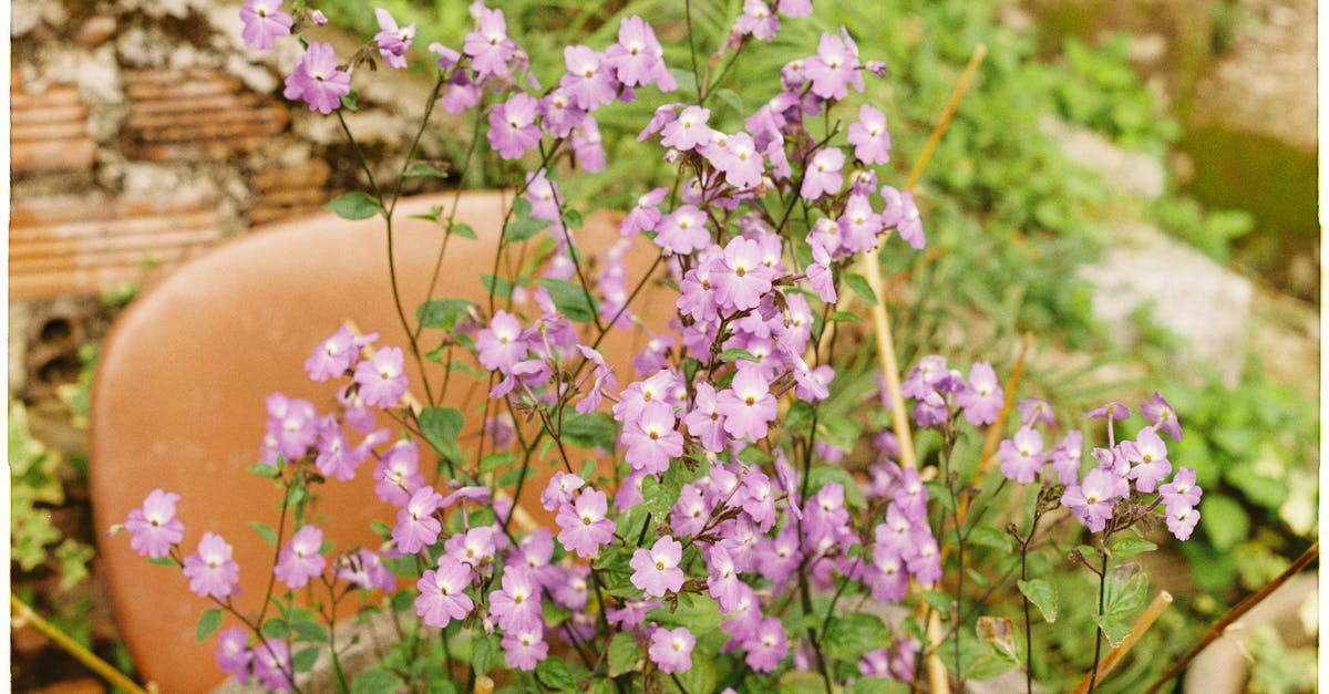 Skyrim: Everyone is attacking me - Purple and White Flowers in Brown Clay Pot