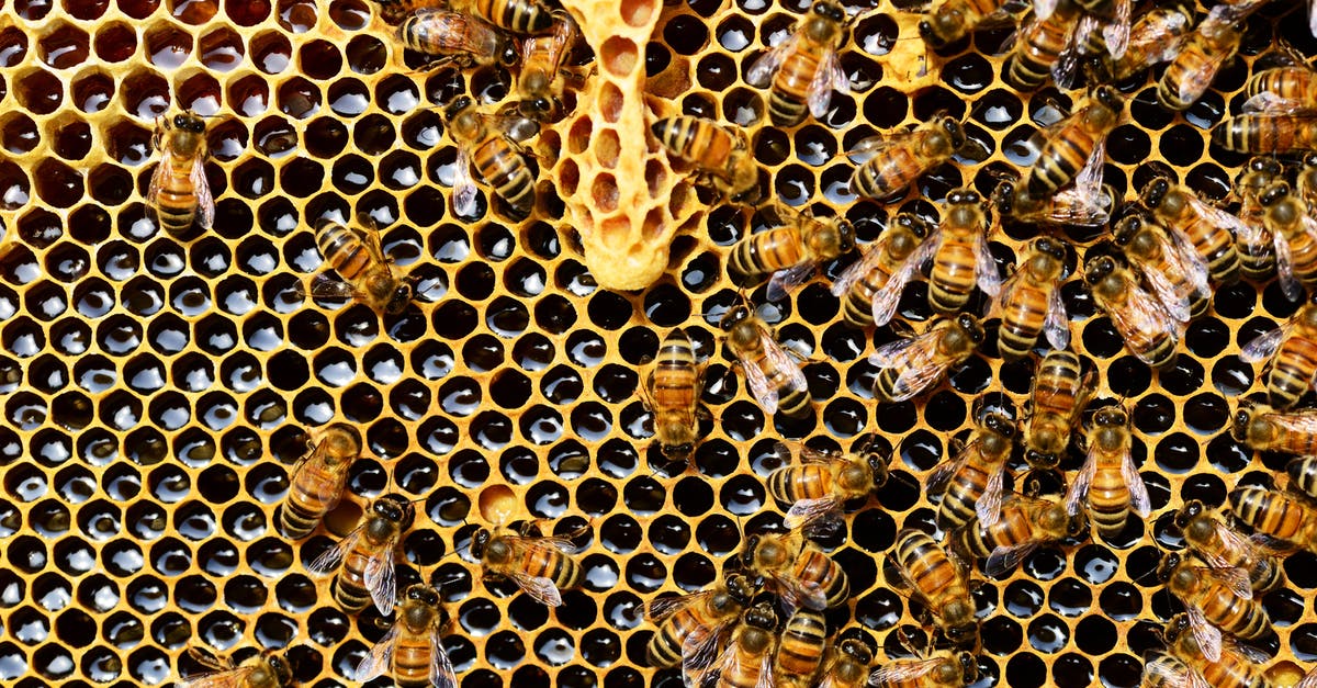 Spawning Honey bees - Top View of Bees Putting Honey