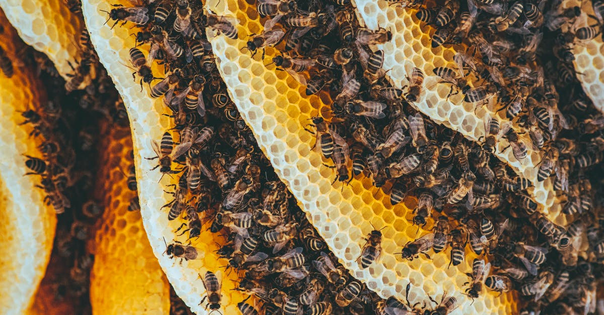 Spawning Honey bees - Yellow and Black Bees on Brown and Black Textile