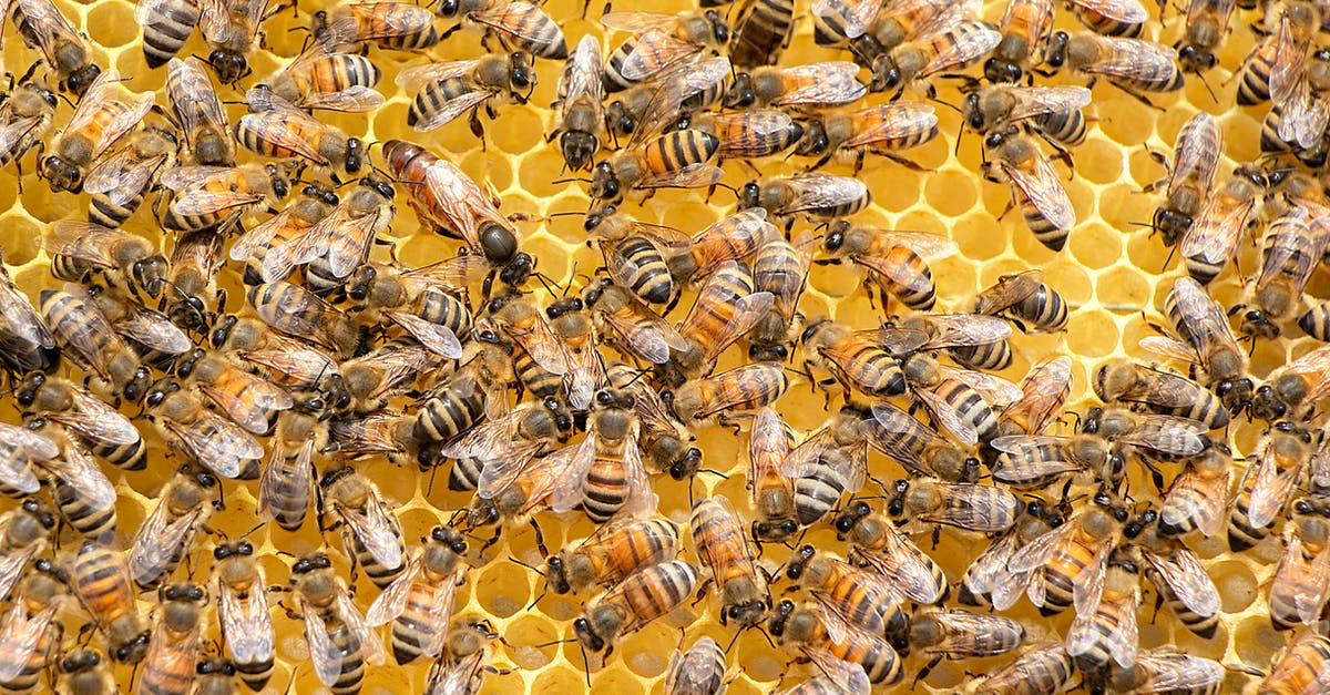 Spawning Honey bees - Swarm of Bees