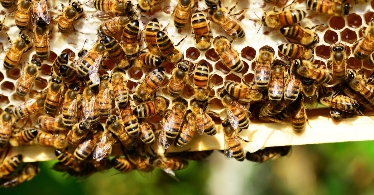 Spawning Honey bees - Brown-and-black Bee Lot