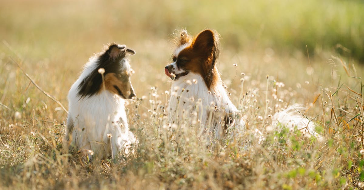 Special kind of specie in Spore? - Cute Shetland Sheepdog and Papillon dogs sitting on green grassy meadow in rural area of countryside on blurred background in summer day