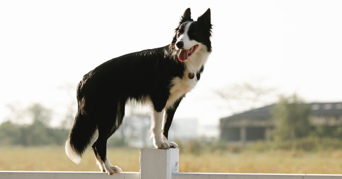 Special kind of specie in Spore? - Border Collie standing on fence