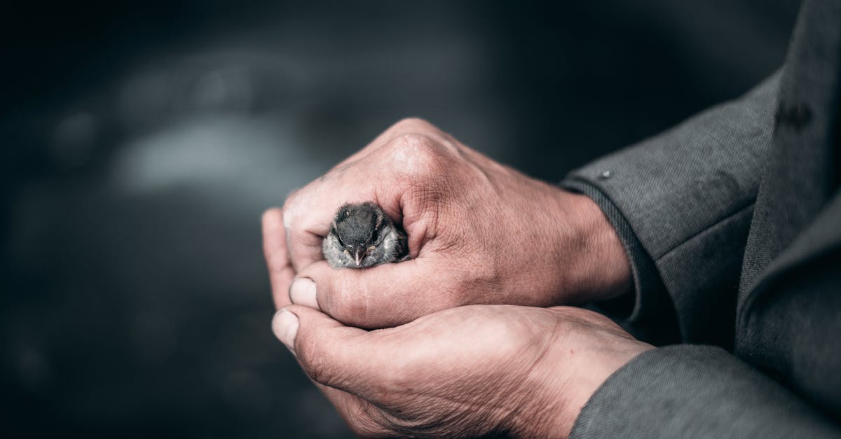 Special kind of specie in Spore? - Unrecognizable careful male showing small bird with gray plumage in hands while standing on street in city on blurred background