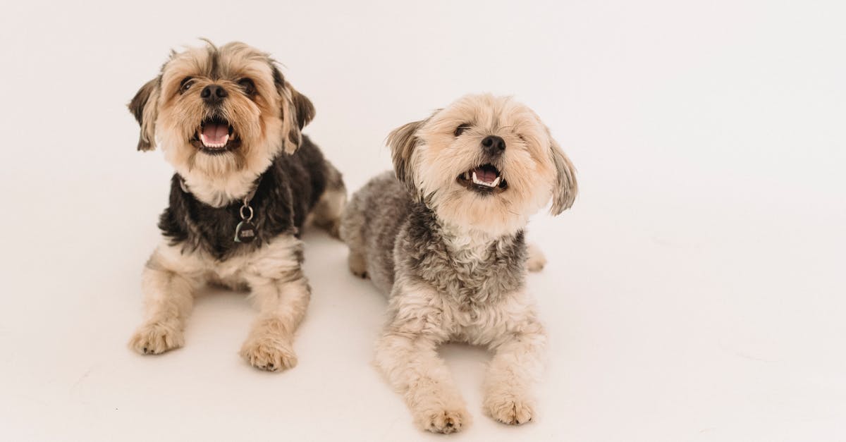 Special kind of specie in Spore? - Adorable happy Yorkshire Terrier dogs in studio