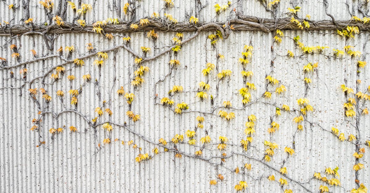 Specific vine wall isn't graspable - Yellow Vines on Gray Concrete Wall