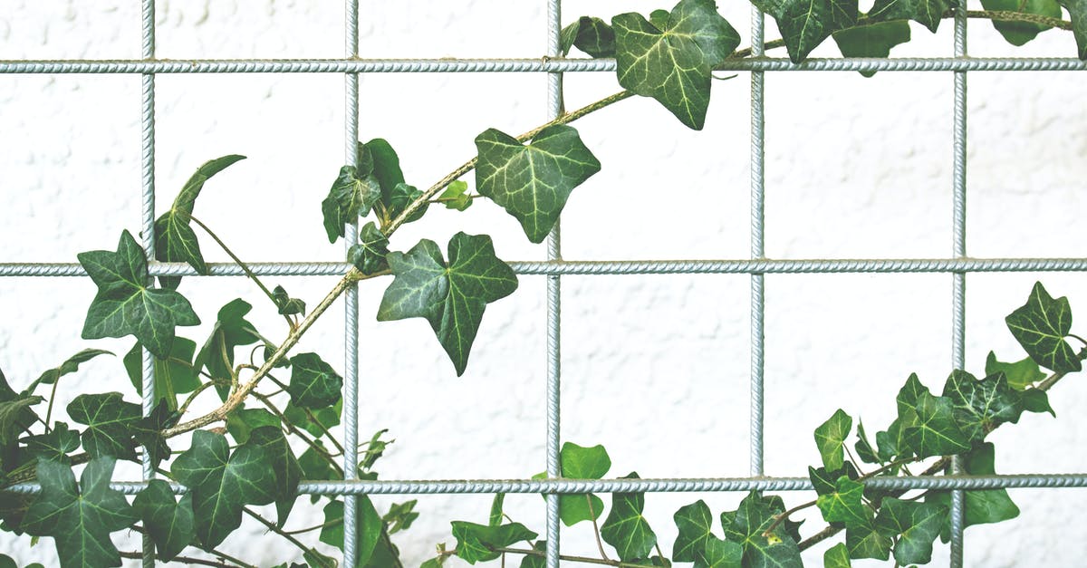 Specific vine wall isn't graspable - Green Leafed Plant