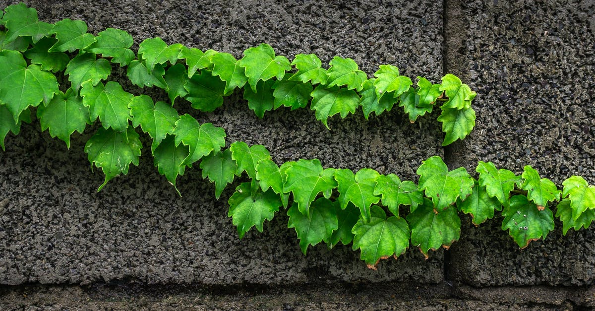 Specific vine wall isn't graspable - Green Leaves on Gray Surface