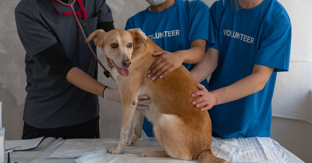 /summon Command Help - Man in Blue Crew Neck T-shirt Holding Brown Short Coated Dog