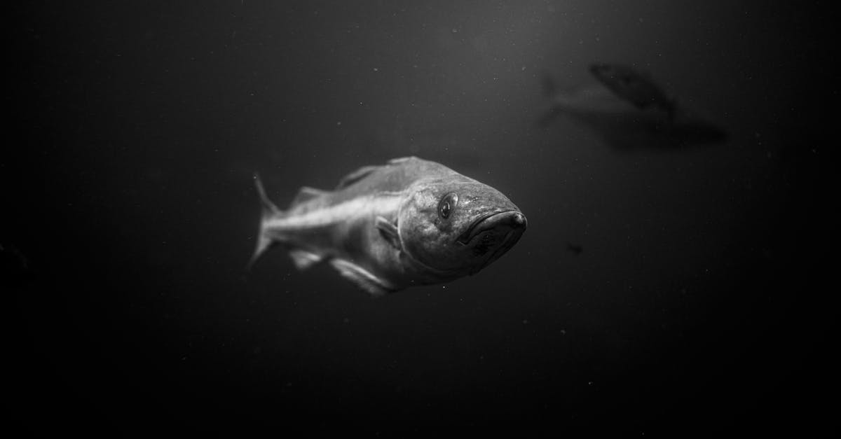 Super Mario Bros 3: breaking underwater blocks - Grayscale Photo of Fish in Water