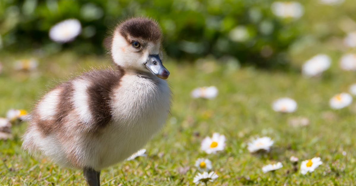 Terra Character Files: Missing Daisy Duck and Enchanted Brooms - Close-Up Photo of a Duckling