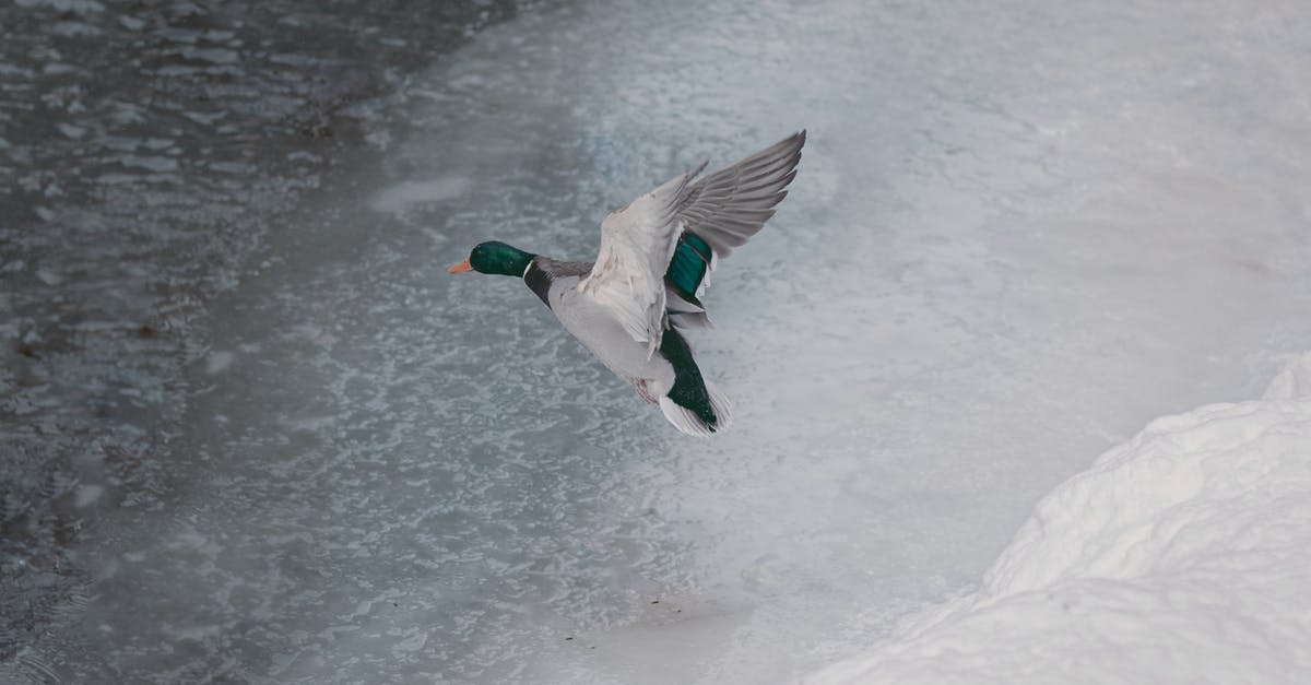 Terra Character Files: Missing Daisy Duck and Enchanted Brooms - White and Black Duck on Snow Covered Ground