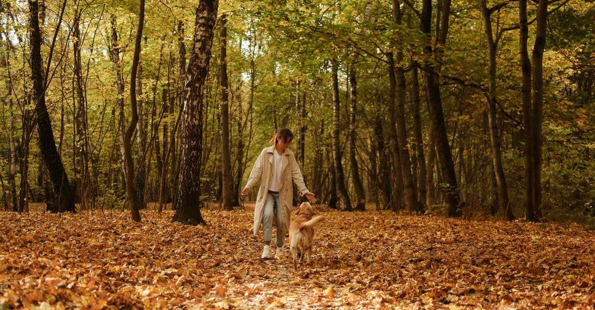 The Walking Dead Season 3 Decisions Import - Woman in White Dress Walking on Brown Leaves on Forest