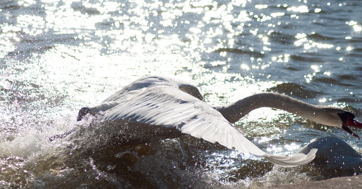 Unexpected FPS drops (Sometimes) - Sunshine Reflecting in Sea and a White Swan Raising Water Particles with Wings