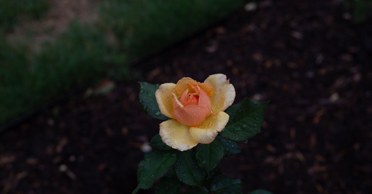 Unexpected FPS drops (Sometimes) - An Orange Rose in Bloom