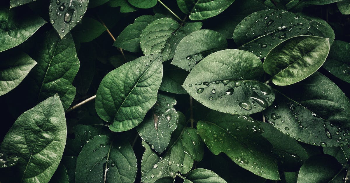 Unexpected FPS drops (Sometimes) - Close-Up Photography of Leaves With Droplets