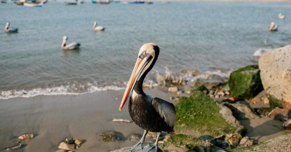 Unexplained object appearing near habitat - Single black pelican standing on stone near sandy coastline