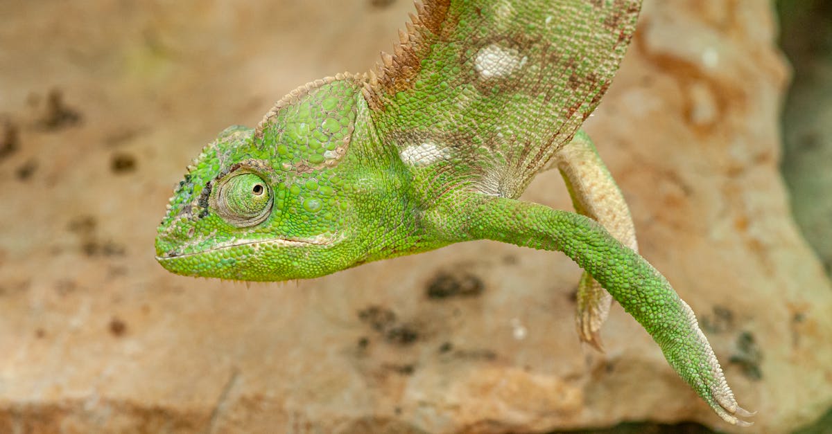 Unexplained object appearing near habitat - Side view of green chameleon hanging upside down above dry ground in summer day