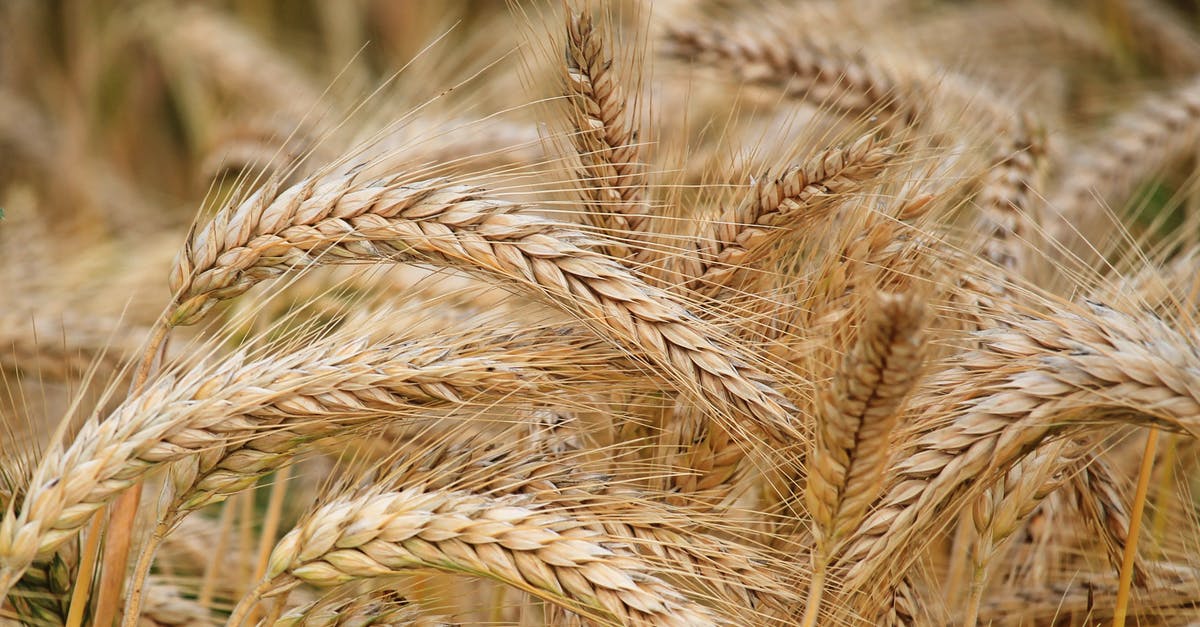 Unhappiness spike [duplicate] - Close-up of Wheat