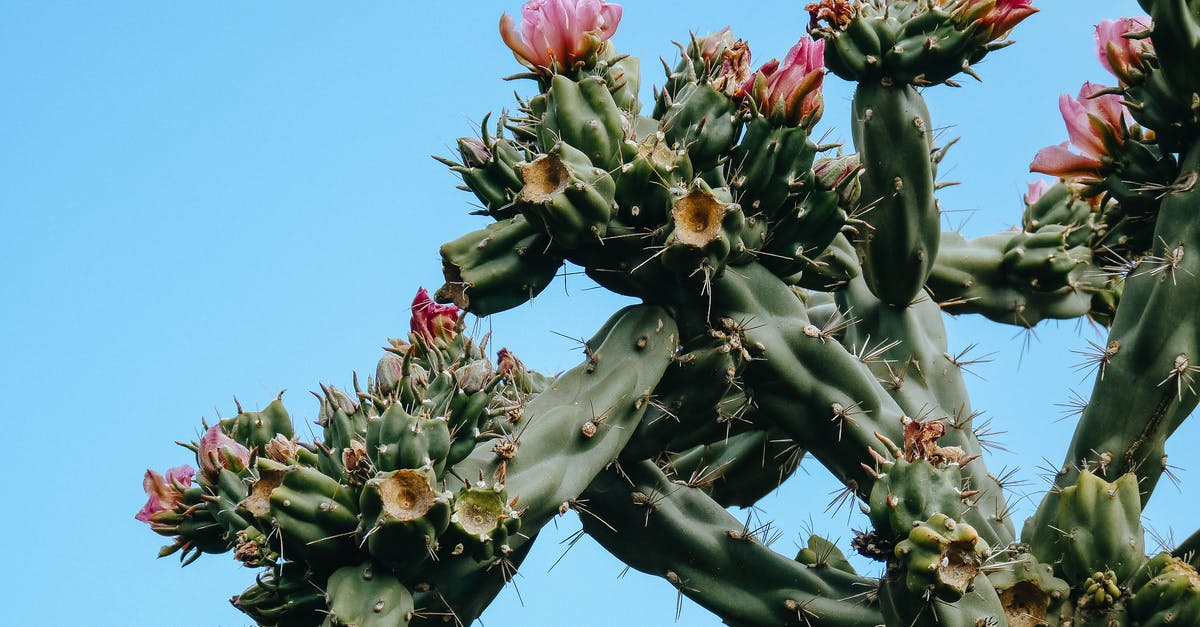 Unhappiness spike [duplicate] - Blooming cactus under clear blue sky