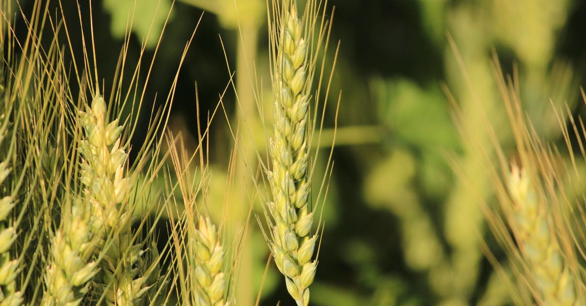 Unhappiness spike [duplicate] - Close Up Photography of Rice Wheat