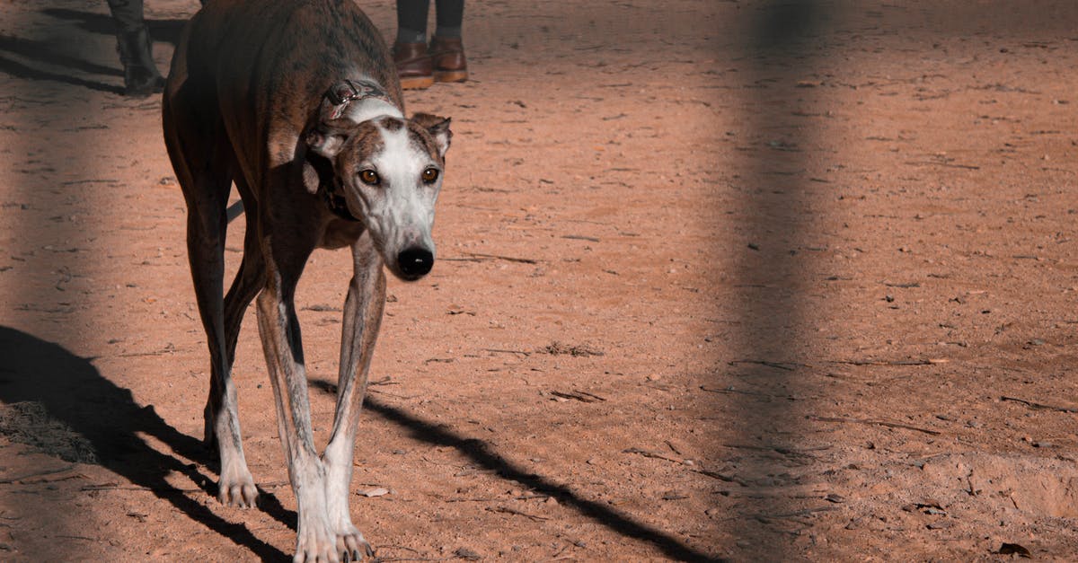 Usage of shadow creatures in dont starve (playing as a Maxwell) - Brown Galgo Espanol with white bits on snout and thin longer legs having stroll through street covered with sand