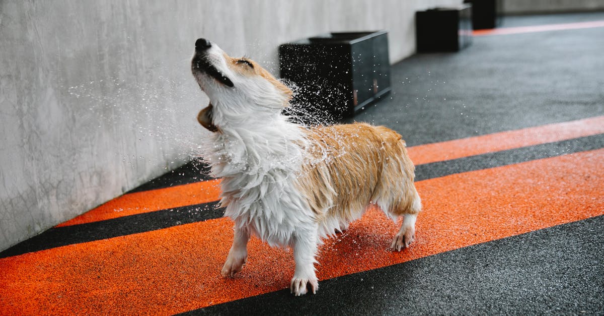 Valorant Install Size - Small purebred dog with wet coat shaking off splashing aqua on walkway with marking lines