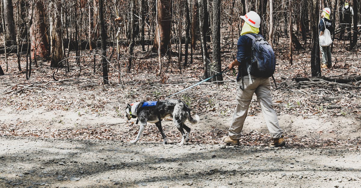 Walking Dead Fullscreen Second Monitor - Person Walking With a Rescue Dog