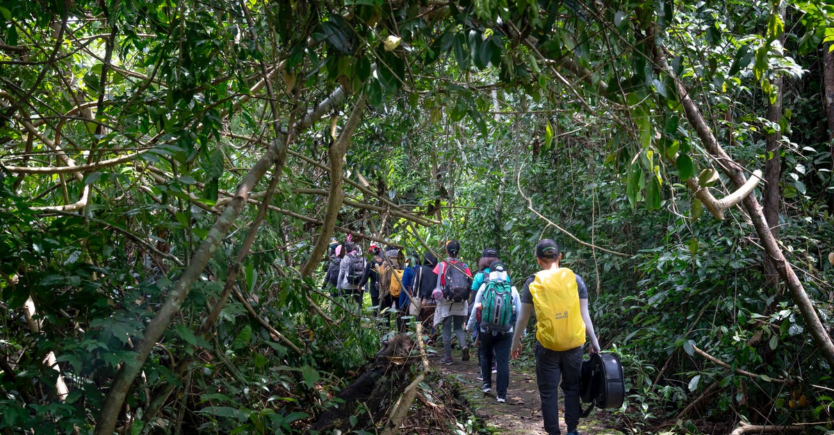 What's the cheapest way to discover all dealerships? - Back view of unrecognizable tourists with backpacks strolling on pathway among lush tropical rainforest