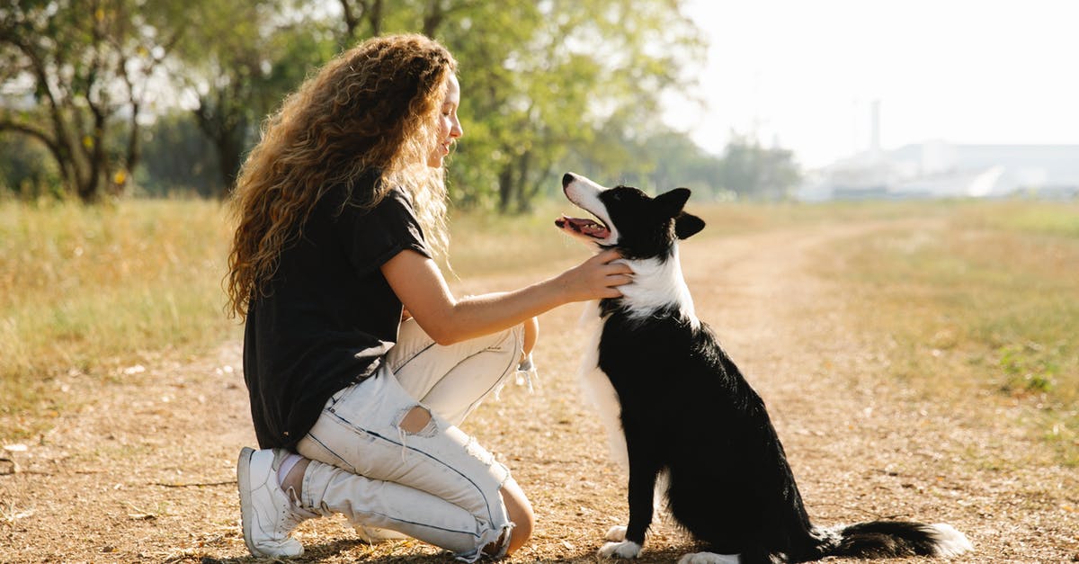 What's the quickest, most easily repeatable way to die 100 times? - Full body side view of female owner caressing cute black Border Collie on rural road in countryside on summer day