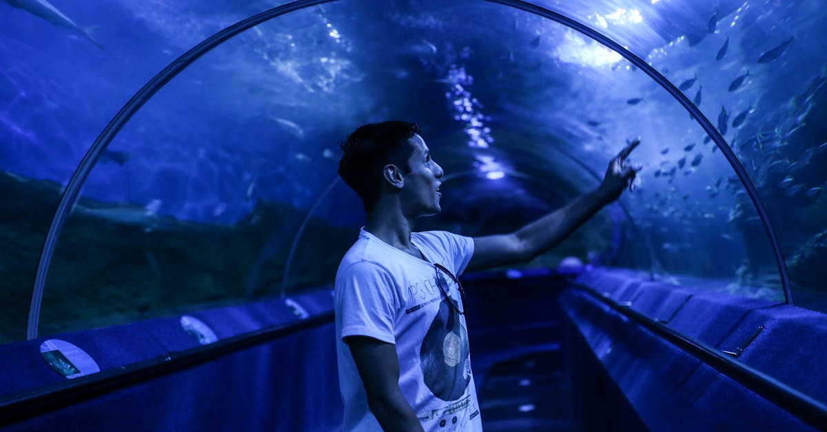 What are the blue bullets? - Man in White Crew Neck T-shirt Standing in Front of Aquarium