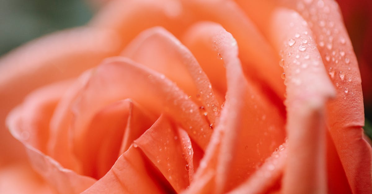 What are the chances of encountering a shiny Ultra Beast? [duplicate] - Closeup of blossoming orange flower with small water drips on delicate wavy petals on blurred background