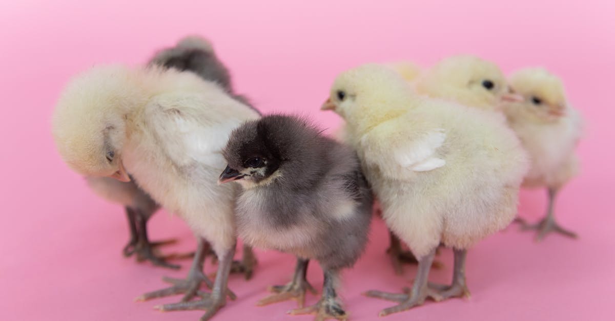 What are the consequences of leaving my chicken in a mine? - White Chick on Pink Textile