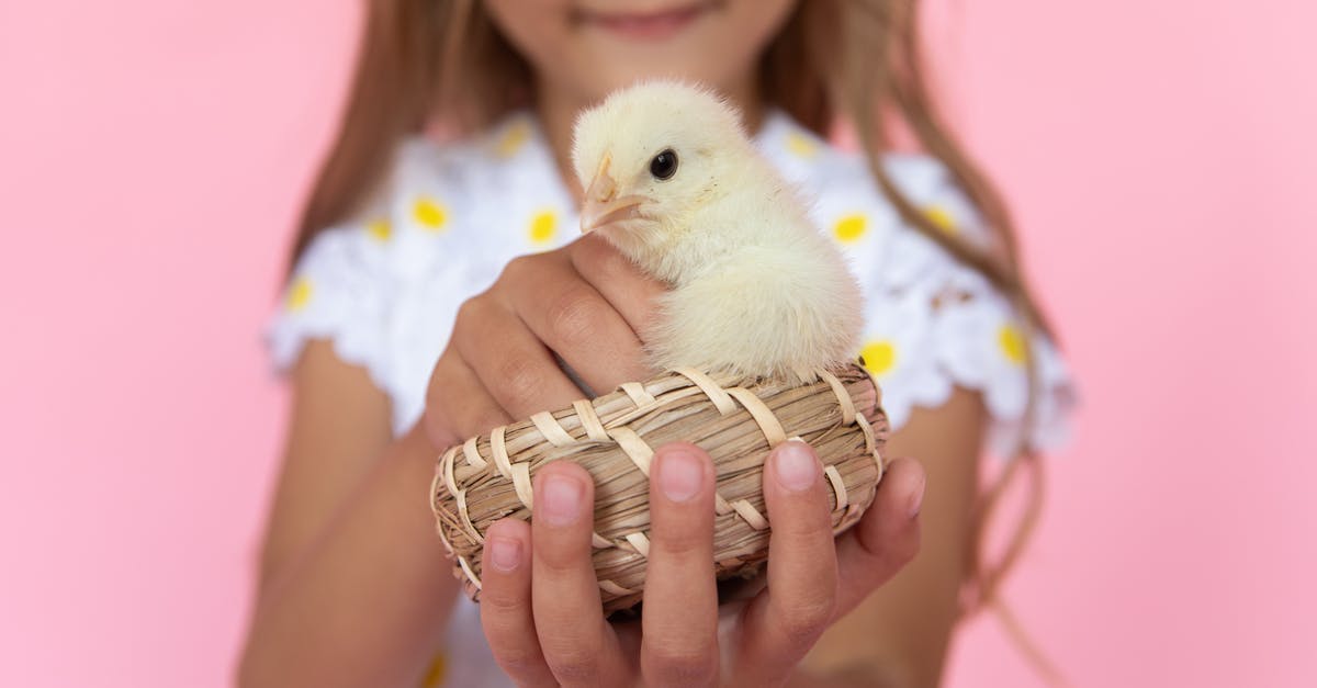 What are the consequences of leaving my chicken in a mine? - Woman Holding White Chick on Her Hand