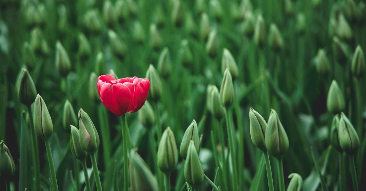 What are the different spawns of end dungeons? - selective focus photo of a red tulip flower