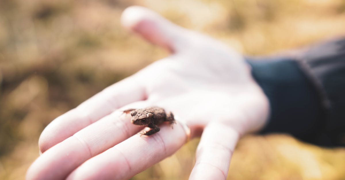 what are these tiny beings? - Free stock photo of adult, amphibian, animal