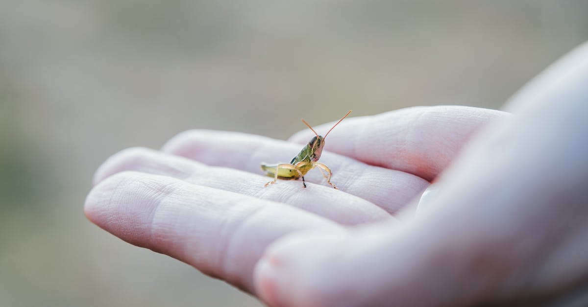 what are these tiny beings? - Green Grasshopper on Person's Hand