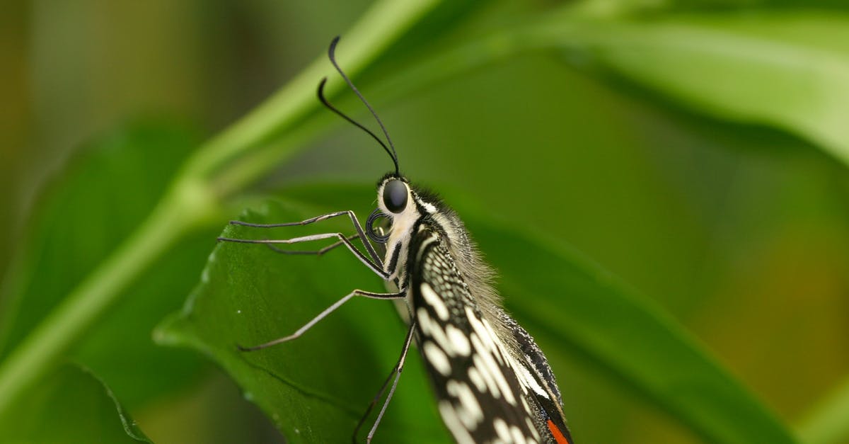 what are these tiny beings? - Black and White Butterfly Perched on Green Leaf in Close Up Photography