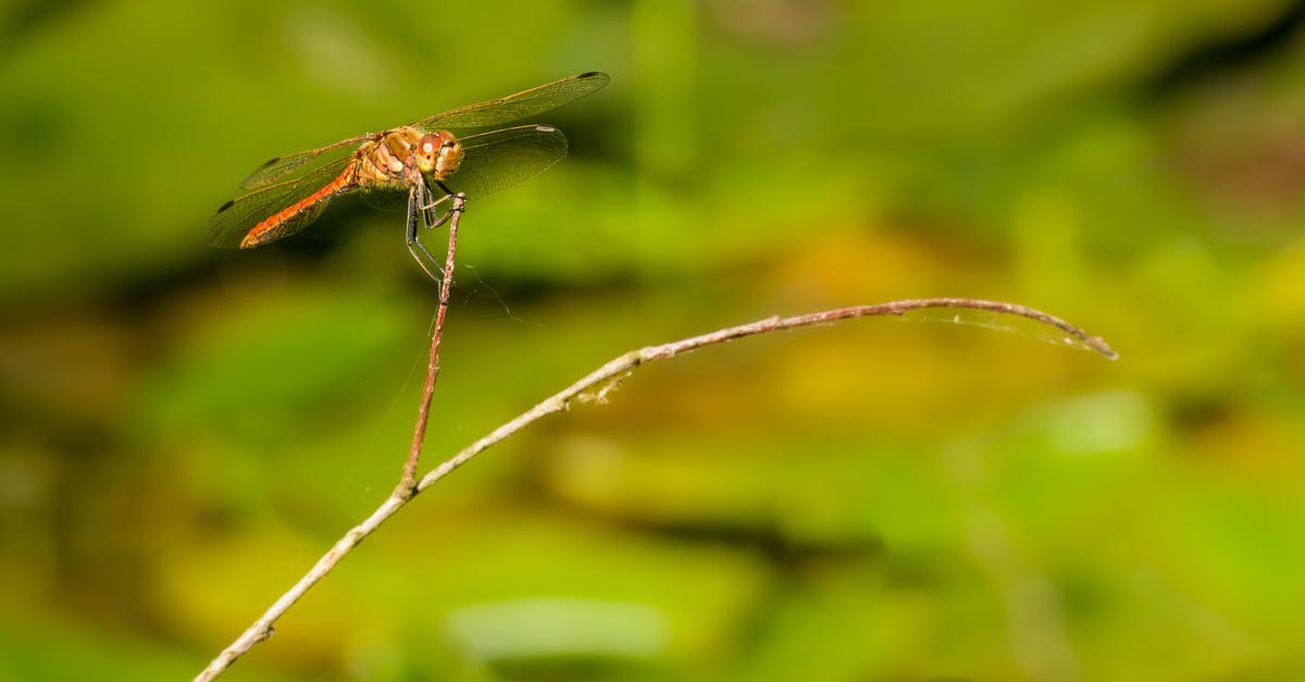 What bug is going on on my command? - Dragonfly on Twig