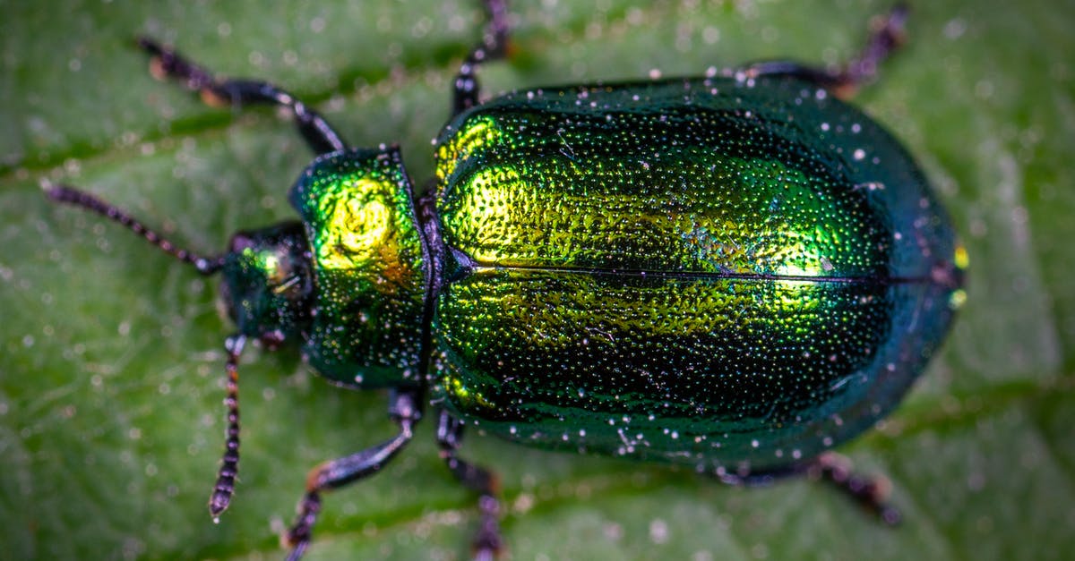 What bug is going on on my command? - Macro Photography of Jewel Beetle on Green Leaf