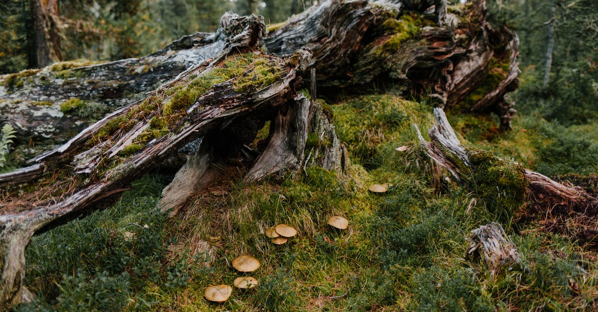 What causes ecological damage in Alpha Centauri (Alien Crossfire)? - Damaged old tree covered with moss near green herb and mushrooms in forest in summer