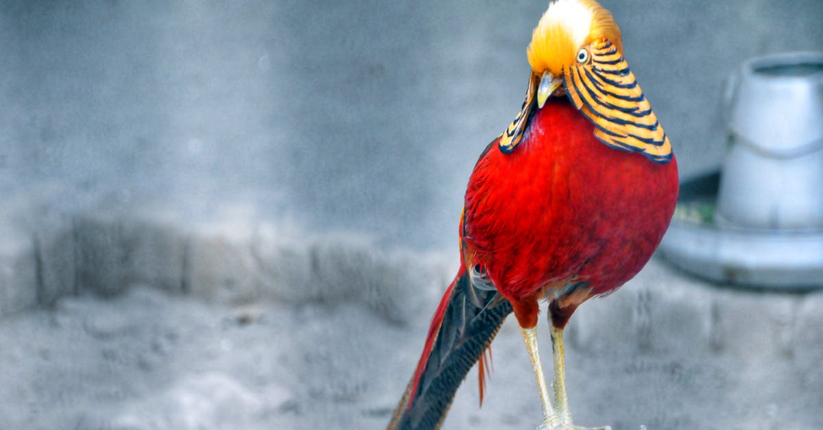 What color is the best gear? - Red and Brown Bird Standing on Grey Wood Stump