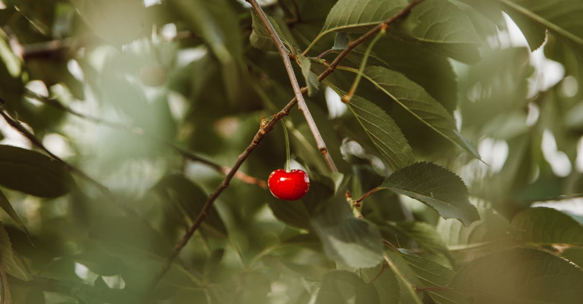 What counts as a "large object" for Cherry Bomb? - Red Cherry Hanging Tree Branch 