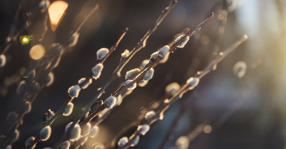 What determines how many merit points a lost satchel is worth? - Pussy willow twigs with soft buds on blurred background What determines how many merit points a lost satchel is worth? - Pussy willow twigs with soft buds on blurred background