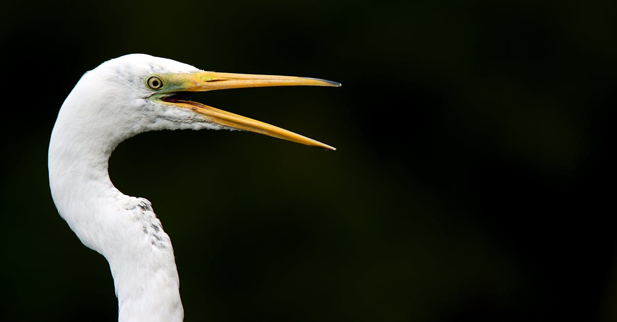 What determines how quickly Mercy's ultimate charges? - Great egret bird watching