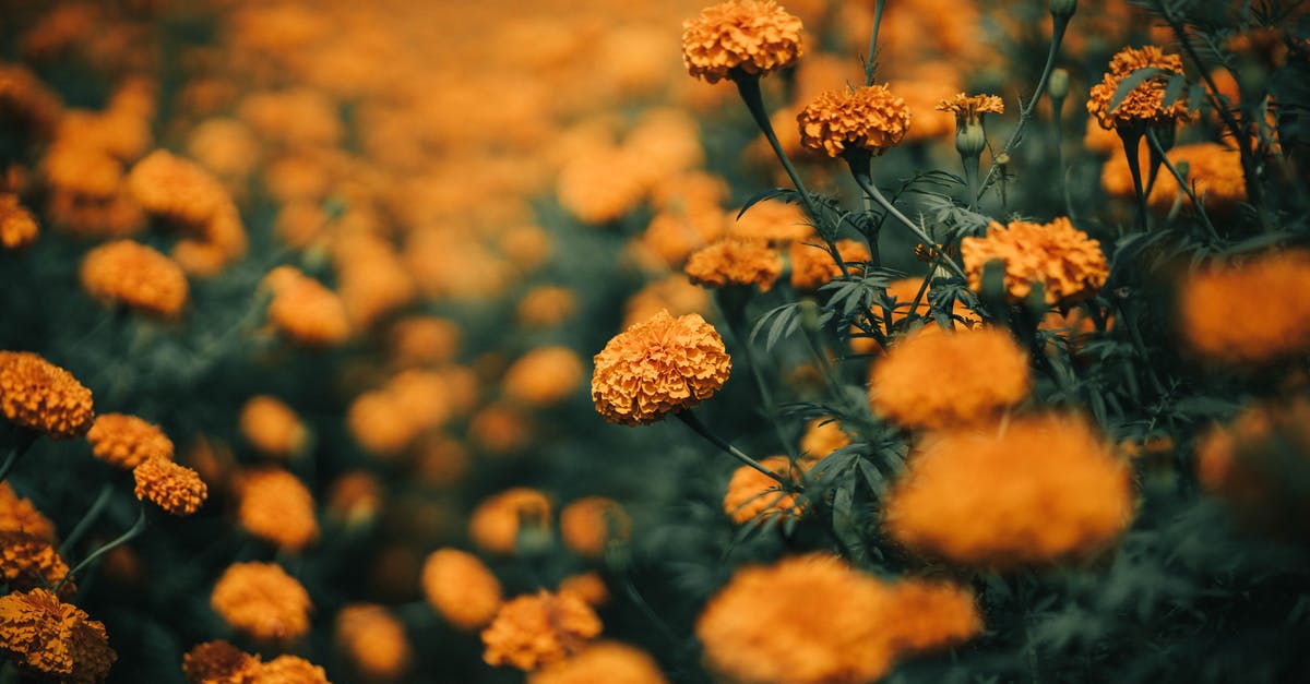 What determines if I get Ka coins? - Selective Focus Of Yellow Flowers