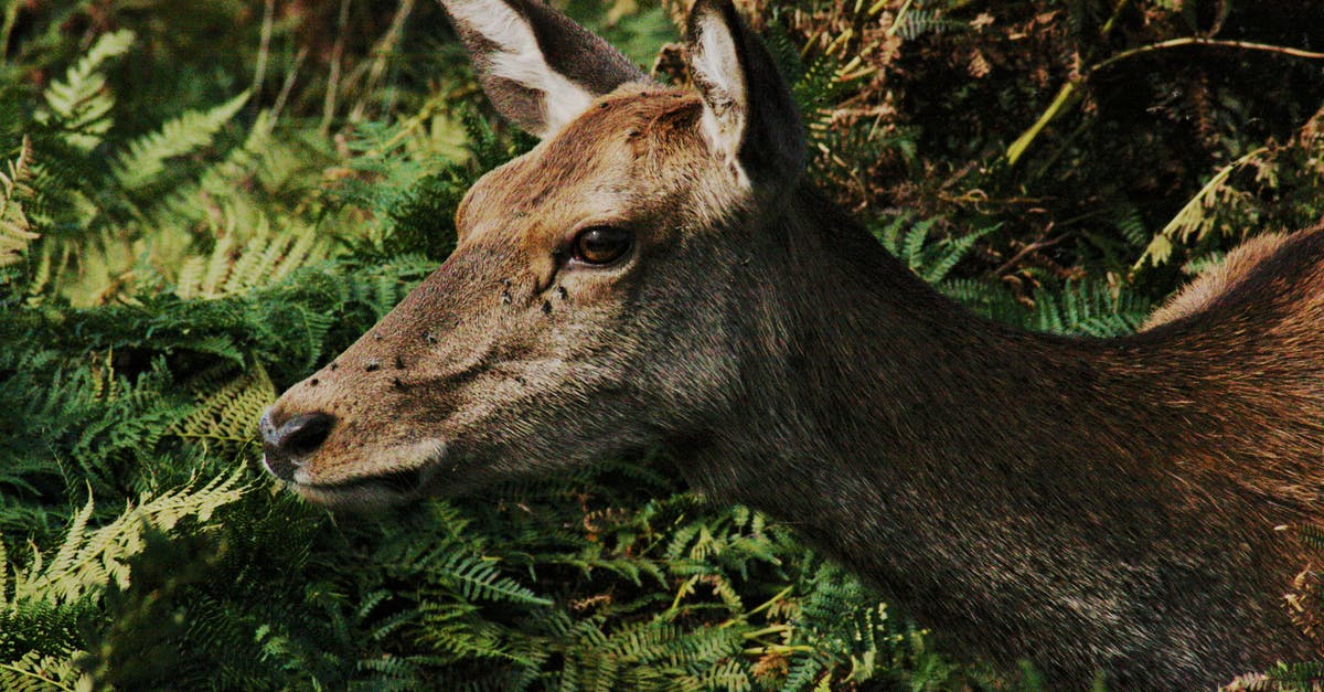 What does dipping my head in wax do? - Brown Deer