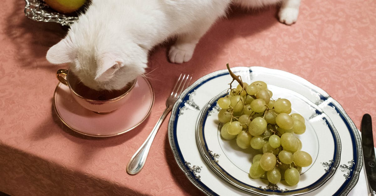 What does eating and drinking do? - White Cat Drinking in a Cup