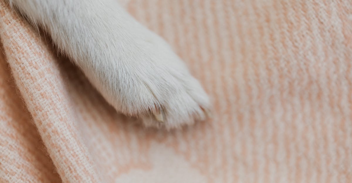 What does Guppy's paw do in wrath of the lamb? - White Short Coated Dog Paw on Brown Textile